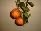 Mandarines