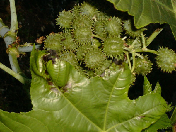 karapat
